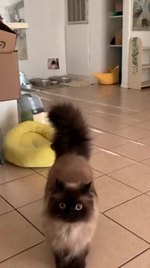 Noodle zoomies everywhere | Friendly Noodles