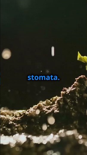 How Photosynthesis Works The Magic of Photosynthesis