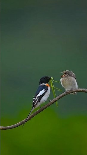 🐦 Peaceful Nature & Bird Sounds | Relaxing Sounds of Nature #shortsfeed