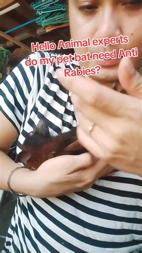 Understanding the Need for Anti Rabies in Pet Bats