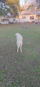 I seen it all in Basile, la | iamuncleluck