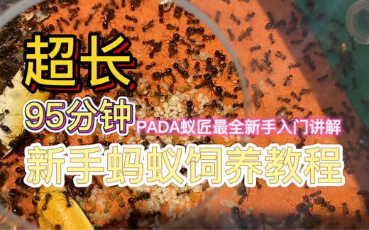 超详细超长！新手蚂蚁饲养教程！蚂蚁入门讲解！