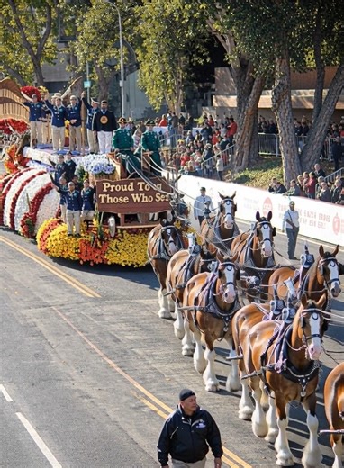 Nothing captures classic Americana quite like the Budweiser Clydesdales in a parade. With their powerful stride, iconic harnesses, and timeless elegance, they turned the street into a moving celebration of tradition, pride, and craftsmanship. From the thunder of their hooves to the cheers of the crowd, this was more than a parade moment—it was history in motion. 🍻🇺🇸 #BudweiserClydesdales #Clydesdales #ParadeDay #AmericanTradition #IconicMoments #HorsePower #Budweiser #ClassicAmericana #Commun