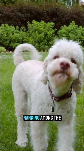 The Poodle: Not Just a Fancy Haircut! 🐩✂️ #Poodle #DogFacts #SmartDog