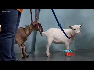 Gifts, including baby goats, that help families around the world - New Day Northwest