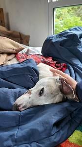 I'm free in my mind. #whippet #health #greyound #love #time #animals #kindness #whippetlove #artstudio #dog #cuddle #cuddles | Billy Whippet