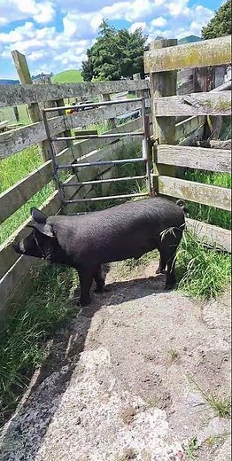 humane slaughtering of a pig