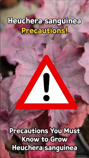 Heuchera sanguinea care Precautions