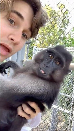 Monkey Talking