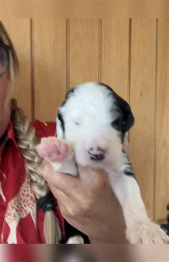 Sheepadoodle Puppies: Cute Sheepadoodles for New Owners