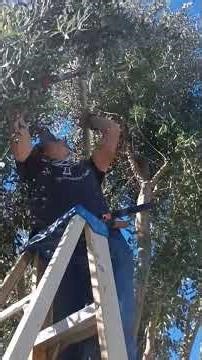Outworking Minimum Wage | Olive Tree Trim Timelapse