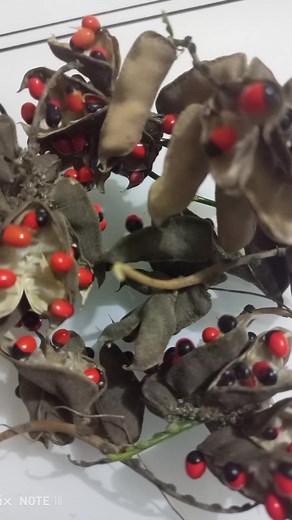 #fypp #vu #videos #benin🇧🇯 #france🇫🇷 #cte #cotedivoire🇨🇮225 #viralvideos #gabon #tikburkina🇧🇫🇧🇫226 #saison