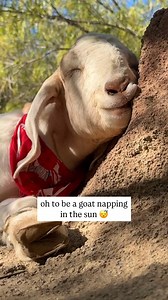 POV: you finally hear what a sleeping goat sounds like. 💞🐐 Via: The Gentle Barn 🌍👉 #WorldAnimalNews #goat #farmanimals #animals #cuteanimals #farm | World Animal News