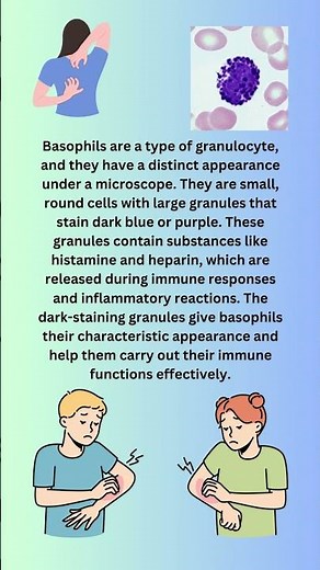 basophil