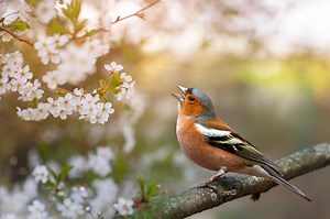 Ne passez plus à côté des chants d’oiseaux, voici comment les reconnaître et les retenir facilement