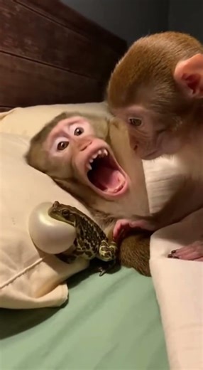 Why did he bring the frog? #fyp #monkey #shorts