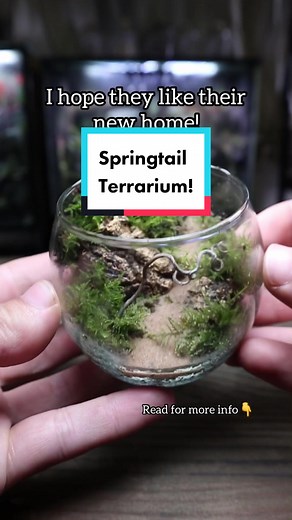 Springtail Terrarium FAQs and Tips