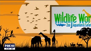 Come with us behind the scenes above our 60,000 gallon shark tank, as Kristy Morcom and our aquarium curator Jeff help Renee Fox10 feed some sharks while learning some interesting facts! FOX 10 Phoenix #sharkweek #sharkfeeding #aquarium #behindthescenes #funfacts #zoofun #familyfun #westvalleyaz | Wildlife World Zoo