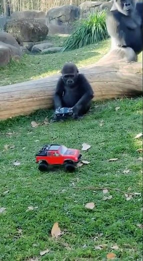 Baby Gorilla’s RC Car Trick Gets Big Gorilla Approval! #funny #gorilla #gorillatag #animals