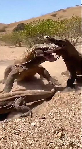 Epic Komodo Dragon Fight! #KomodoDragon #Wildlife #Nature #WildAnimals #Reptiles