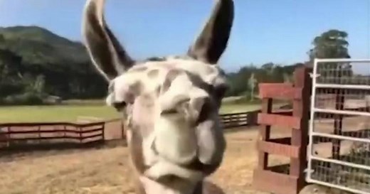 Farm animals and therapy pets are livening up Zoom video calls