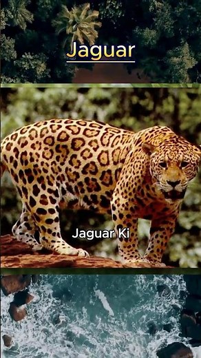 Jaguar Vs Leopard, Who Would Win?