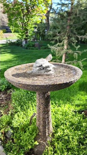 A Simple Way to Help Migrating Birds in Your Backyard