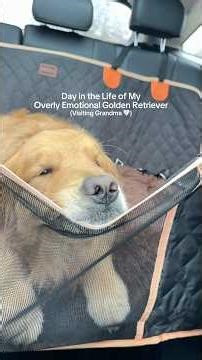 A Day in the Life of My Overly Emotional Golden Retriever (Visiting Grandma)