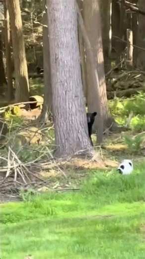 Cat Chases Bear Up Tree #funny #cat