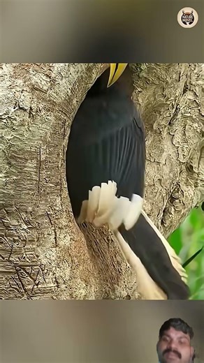 Why Hornbill Seals It's Mate Into Tree?😱 || #factshorts​ #facts​ #shorts​