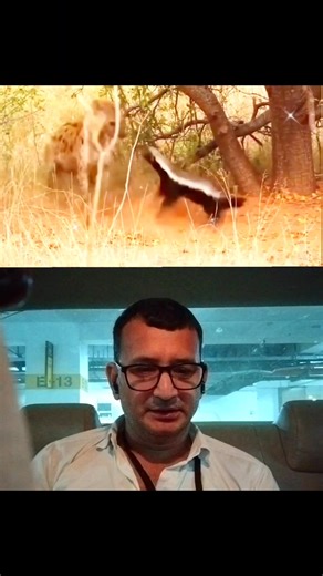 Wild Dogs ne Honey Badger ke cub ko snatch kar liya… 😱 Maa saamne thi… phir jo hua, jungle hil gaya 🦡🔥#HoneyBadger #WildDogs #JungleDrama #FearlessMother #WildlifeShorts #NatureViral | Mohd Waseem Sayyed