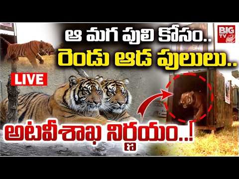 Rajahmundry Tiger News Latest Updates LIVE | ఆ మగ పులి కోసం..రెండు ఆడ పులులు..BIG TV