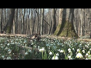 Śnieżyca wiosenna Leucojum vernum w rezerwacie "Śnieżycowy Jar"