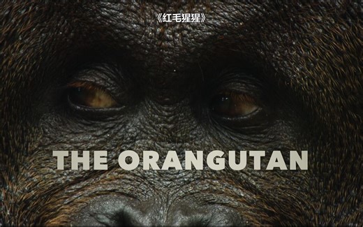 【4K&HDR】巨兽/大动物大不易-红毛猩猩Big.Beasts.S01.The.Orangutan
