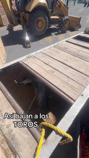 Así bajan a los TOROS #shorts #toros #torosbravos #toros2026 #shortvideo #shortsvideo #short