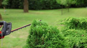 Woman gardener trimming overgrown bush by electric hedge trimmer. Pruning thuja. Gardening equipment in real time video