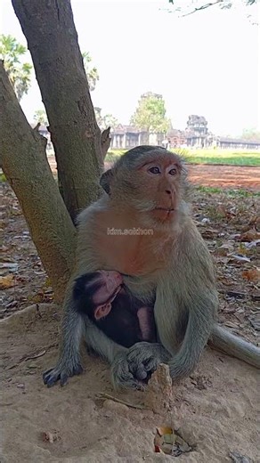 #monkeys at Angkor wat #ស្វា នៅ អង្គរវត្ត