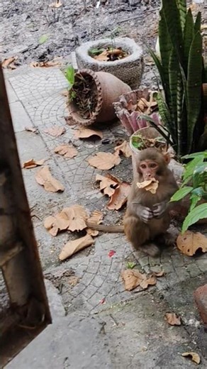 #dog #shorts #shorts feed #youtubeshorts #monkey #cat