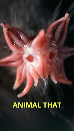 25,000 sensors in a single nose