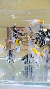 Angel Fish | Golden FISH Store