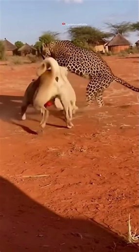 Leopard vs Village Dogs — Intense Encounter #Shorts 🐆🐕🌾