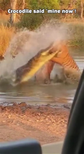 Tiger vs Crocodile at Waterhole #india #tiger #crocodile