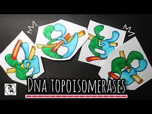 DNA Topoisomerase|Topoisomerase 1 & 2 mechanisms ‪@paperpenbiology‬