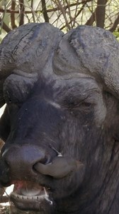 A friendship built on trust. Symbiotic relationship at its finest. #safari #naturelovers #travel | Jacqueline Emmanuel