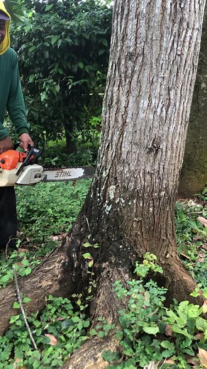Chainsaw Tree Cutting in a Wooded Area