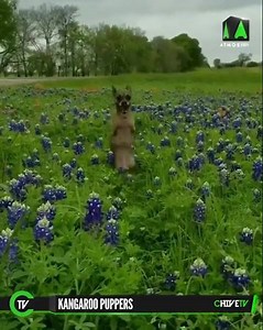 77K views · 245 reactions | Didn’t know we needed this until now. [via ViralHog ] CHIVE TV | theCHIVE | Facebook