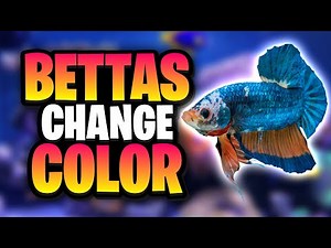 Betta Color Changes Explained: My Real-Life Examples!