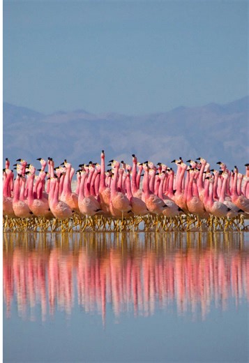 Celebrating 20 Years of Planet Earth