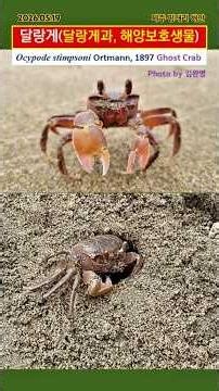 [JJ-A836]👻게야? 유령이야? 해변의 스피드왕! #달랑게 #영상도감 #생물관찰 #주변생물 #crab #ghost #생물다양성 #갑각류 #절지동물 #제주 #종달리