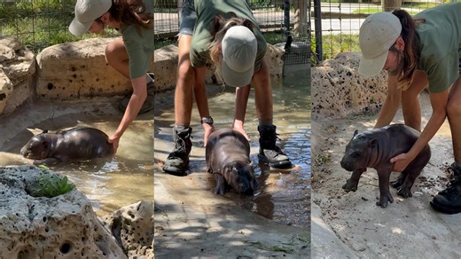 See adorable baby pygmy hippo get sassy when it's time to go inside